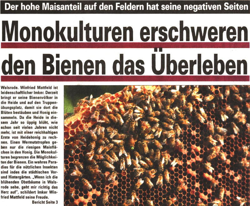 Monokulturen erschweren den Bienen das berleben - Der hohe Maisanteil auf den Feldern hat seine negativen Seiten